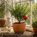 Salavatski Pomegranate Starter Plants – Edible Fruit Tree, Cold Hardy, Punica granatum, Ornamental & Fruit-Producing Shrubs