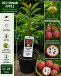 Red Sugar Apple Live Fruit Tree 12-24 Inches Tall – Annona squamosa – Edible Tropical Fruit Tree for Garden Planting