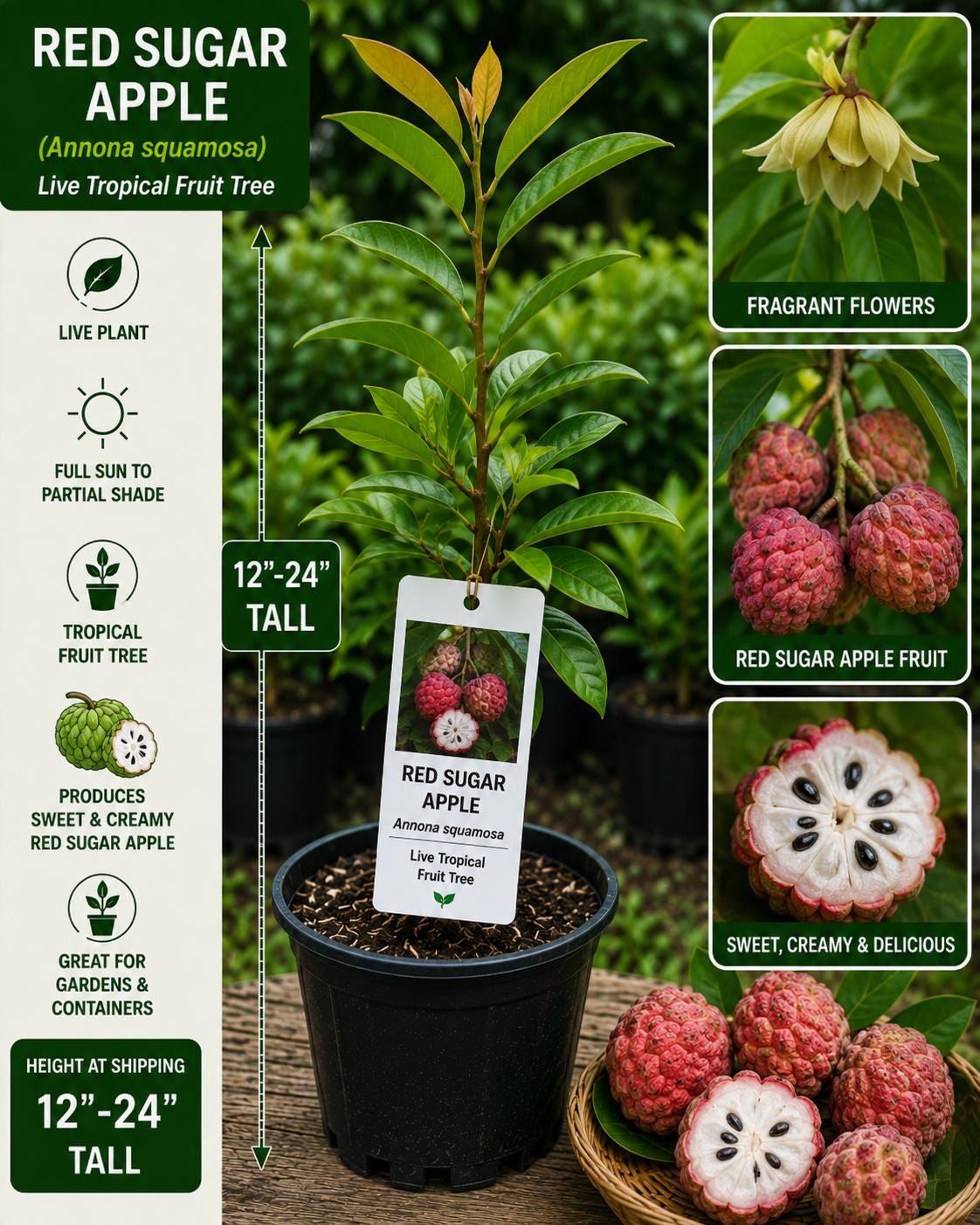 Red Sugar Apple Live Fruit Tree 12-24 Inches Tall – Annona squamosa – Edible Tropical Fruit Tree for Garden Planting