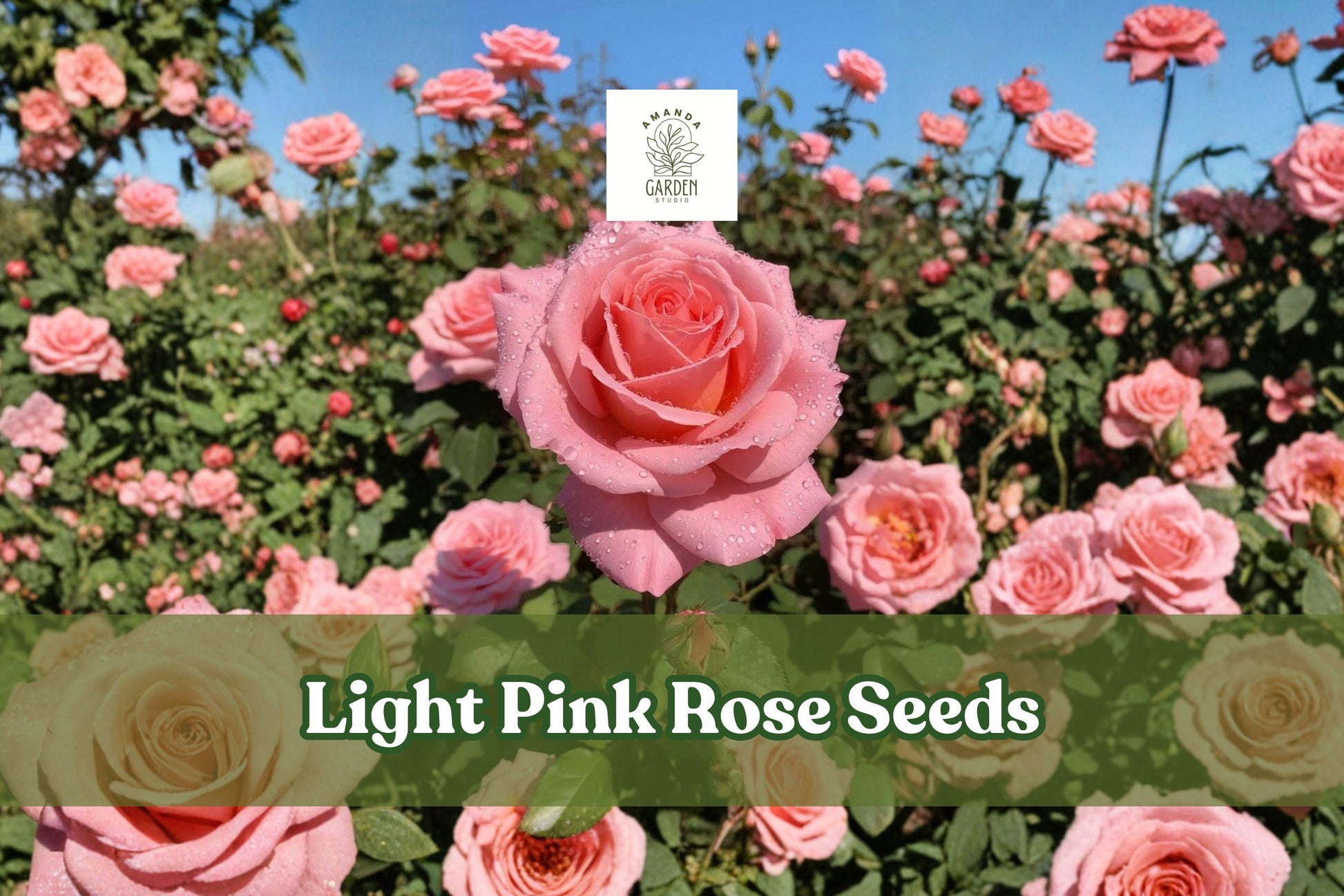 Light Pink Rose Seeds, Heirloom Rosa spp., Non-GMO, Perennial Flower Seeds for Garden, Cottage, Borders, Cut Flowers