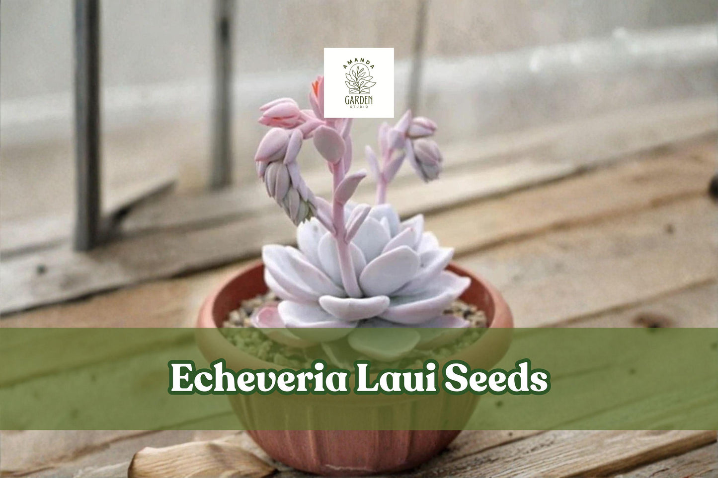 Echeveria Laui Seeds – 100 Pink Rosette Succulent Seeds for Indoor Outdoor Garden Collection