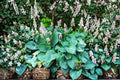 Blue Angel Hosta Plants – Bare Root Divisions, Shade-Loving Perennial, Hosta sieboldiana, Large Blue-Green Foliage, Garden Perennial