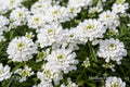 Snowsation Candytuft Bare Root Plant – Iberis sempervirens White Flower Perennial Groundcover for Borders & Rock Gardens
