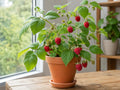 Prelude Red Raspberry Live Rooted Starter Plant – Rubus idaeus Everbearing Berry, Cold Hardy, Fruiting Shrub