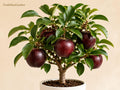 Arkansas Black Apple Tree Bare Root – Grafted Malus domestica for Orchard, Edible Landscape, Fall Harvest
