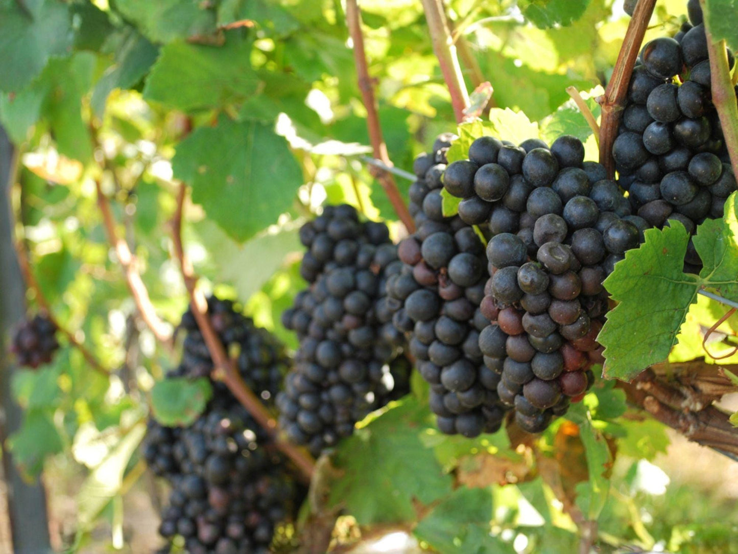 Native Muscadine Grape Vine 4 Inch Pot | Vitis rotundifolia Climbing Fruit Vine for Edible Gardens