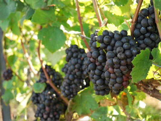 Native Muscadine Grape Vine 4 Inch Pot | Vitis rotundifolia Climbing Fruit Vine for Edible Gardens