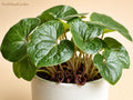 Wild Ginger Perennial Ground Cover Bare Root Asarum canadense Native Shade Woodland Plant (5 Pack)