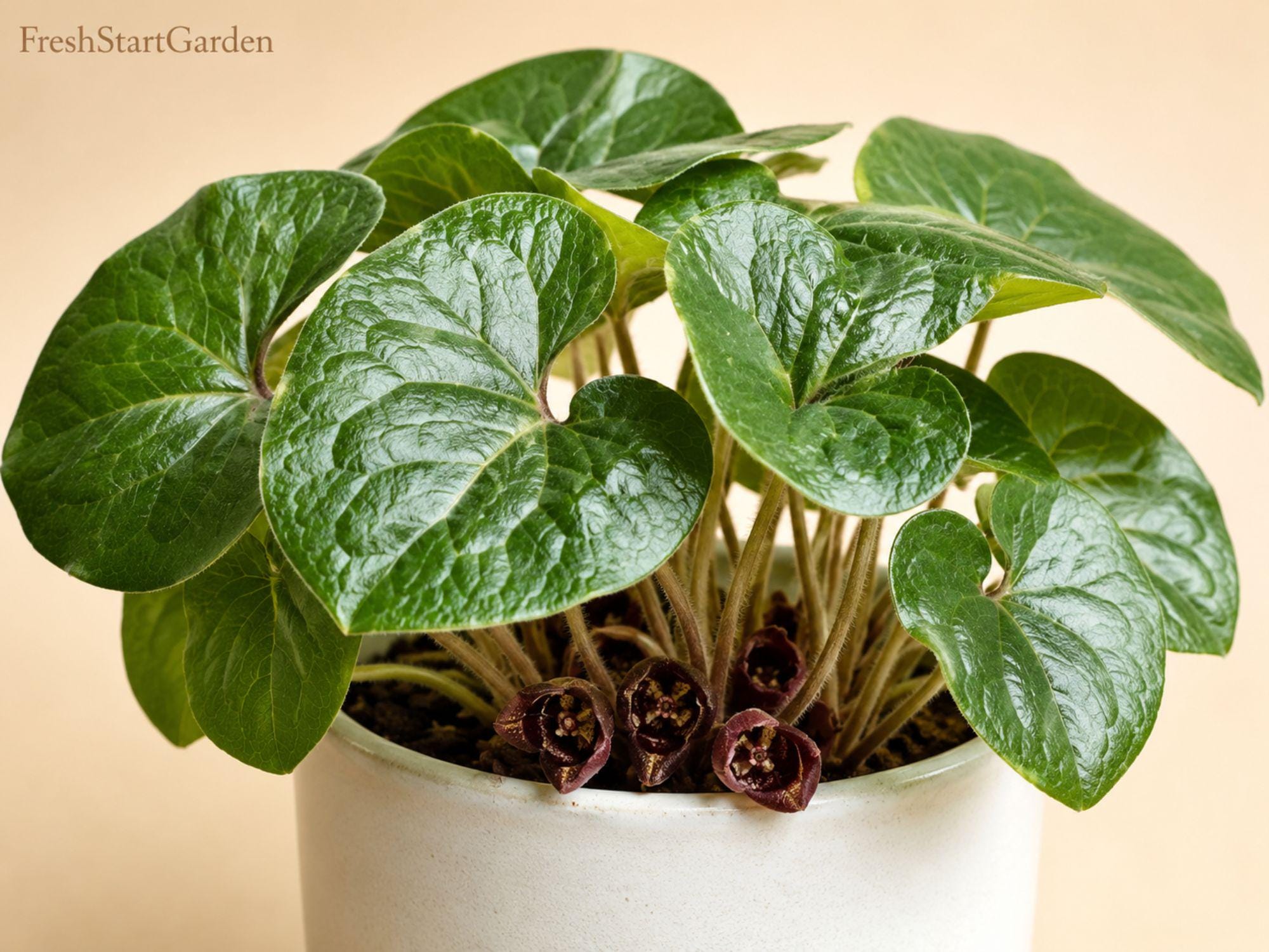 Wild Ginger Perennial Ground Cover Bare Root Asarum canadense Native Shade Woodland Plant (5 Pack)