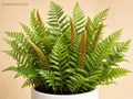 Cinnamon Fern Bare Root Plant | Osmunda cinnamomea | Native Shade Fern for Woodland Gardens