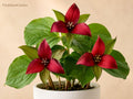 Red Trillium Bare Root Plant – Native Woodland Wildflower, Trillium erectum, Spring Blooms, Shade Perennial, Native Plant Garden