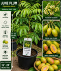 June Plum Live Fruit Tree 12-24 Inches Tall – Spondias dulcis – Fast Growing Tropical Fruit Tree
