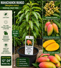 Mahachanok Mango Tree Live Plant 12–24 Inches Tall – Mangifera indica – Easy to Grow Fruit Tree