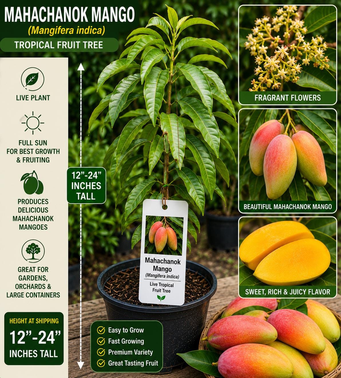 Mahachanok Mango Tree Live Plant 12–24 Inches Tall – Mangifera indica – Easy to Grow Fruit Tree