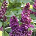 Royalty Lilac Live Plant – Fragrant Purple Blooms, Syringa vulgaris 'Royalty', 8–10 ft. Shrub for Garden, Hedges & Borders