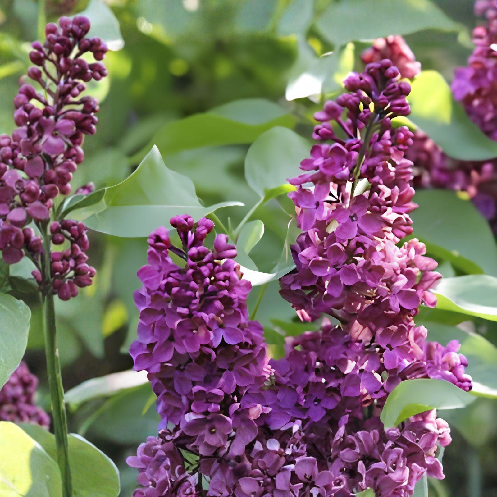 Royalty Lilac Live Plant – Fragrant Purple Blooms, Syringa vulgaris 'Royalty', 8–10 ft. Shrub for Garden, Hedges & Borders