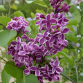Sensation Lilac Plant | 8-12" Tall | Purple & White Blooms | Syringa vulgaris 'Sensation' | Flowering Shrub for Hedges & Borders