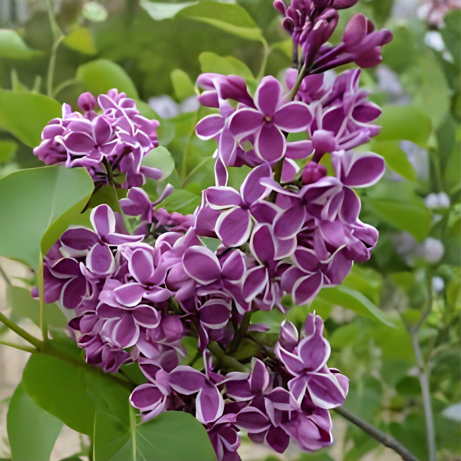 Sensation Lilac Plant | 8-12" Tall | Purple & White Blooms | Syringa vulgaris 'Sensation' | Flowering Shrub for Hedges & Borders