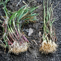 Candy Sweet Onion Starter Plants – Large Bulb Variety, Allium cepa, Live Vegetable Plants, Grow Your Own Sweet Onions