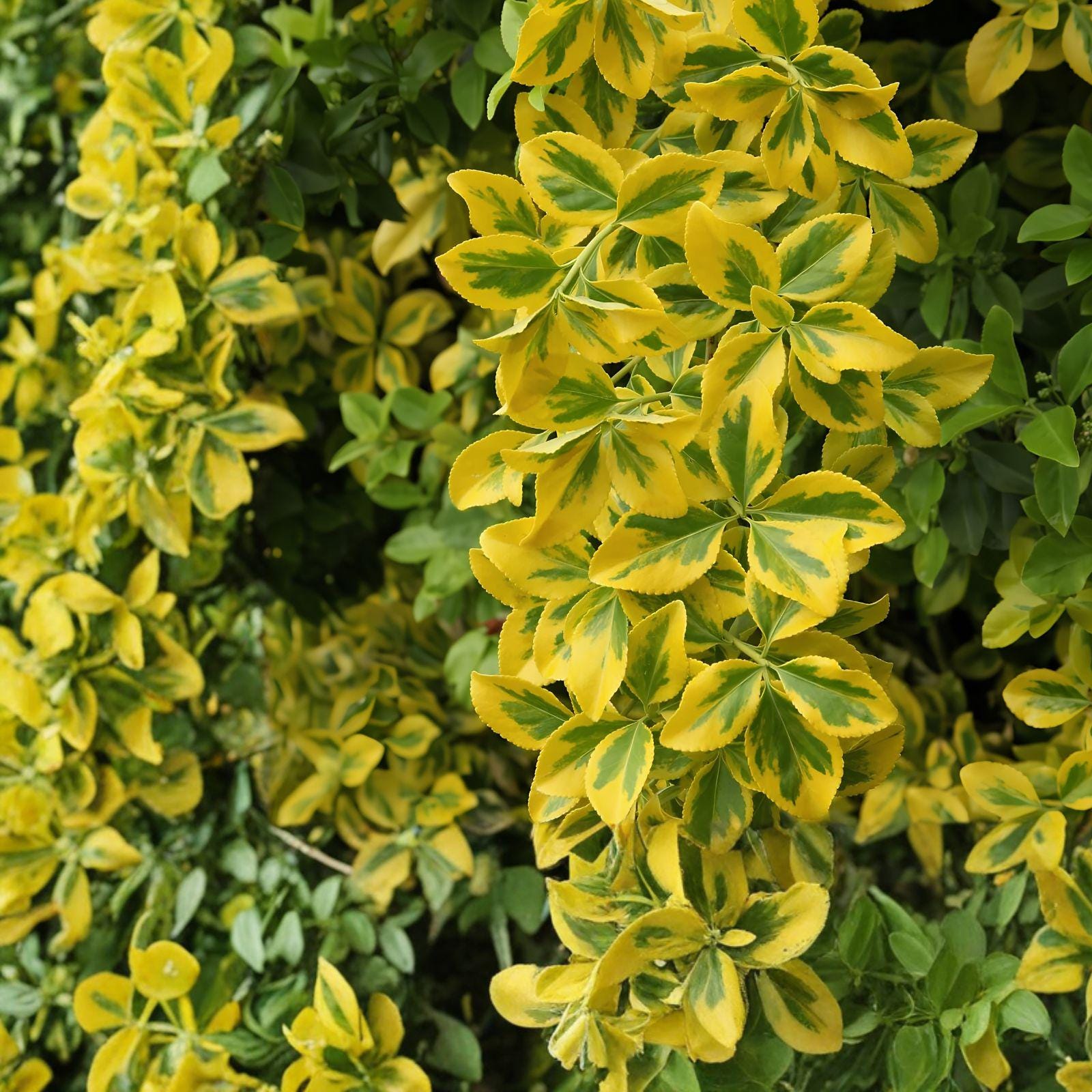 Golden Euonymus Shrub Live Plant | Variegated Evergreen Hedge, Foundation & Border Plant | Euonymus japonicus 'Aureo-marginatus'