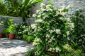 Rooted Bleeding Heart Plant with White & Red Blooms, Clerodendrum thomsoniae, Garden Starter, Climbing Vine