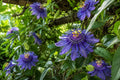 Maypop Passionflower Starter Plant - Passiflora Incarnata - Butterfly Attracting Edible Fruit Hardy Vine for Garden, Trellis, or Landscape