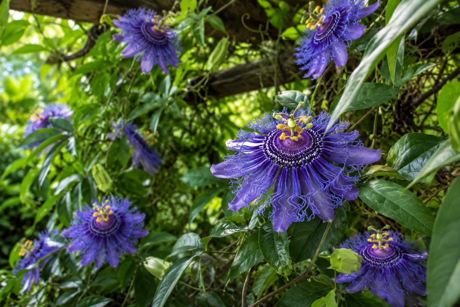 Maypop Passionflower Starter Plant - Passiflora Incarnata - Butterfly Attracting Edible Fruit Hardy Vine for Garden, Trellis, or Landscape