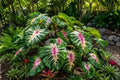 Waikiki Elephant Ear Starter Plant - Colocasia esculenta - Tropical Foliage for Garden & Container - Rare, Large Heart-Shaped Leaves
