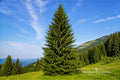 Norway Spruce Bare Root Trees – Picea abies – Evergreen Conifers for Privacy, Windbreaks & Landscaping, 12+ Inches Tall