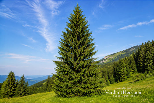 Norway Spruce Bare Root Trees – Picea abies – Evergreen Conifers for Privacy, Windbreaks & Landscaping, 12+ Inches Tall