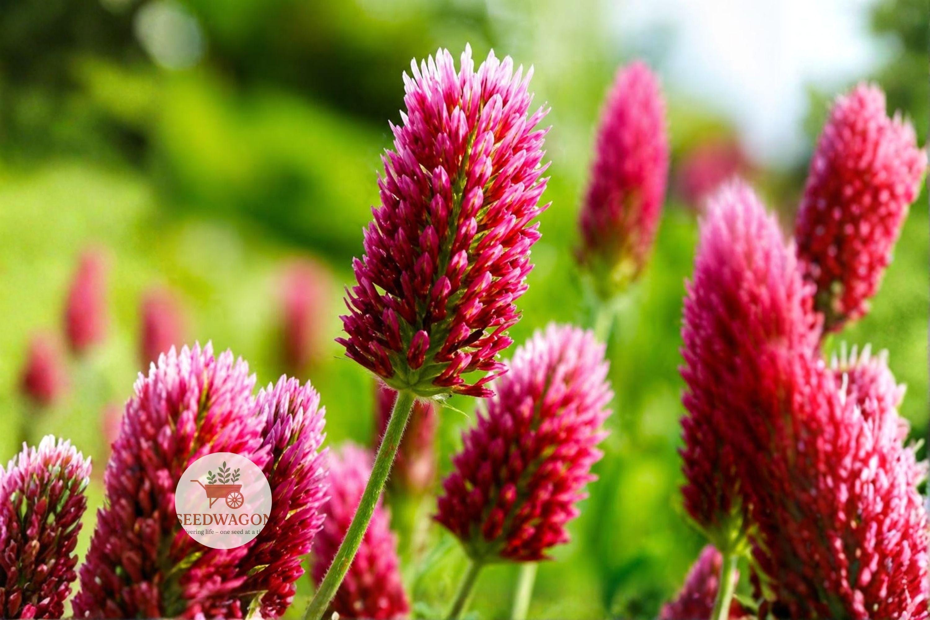 Crimson Clover Seeds 100 | Trifolium incarnatum | Pollinator Cover Crop & Wildflower | Vibrant Red Blooms