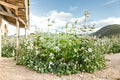 Buckwheat Seeds – Fagopyrum esculentum Grain Cover Crop for Garden and Field Planting