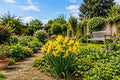 Dutch Yellow Iris Seeds - 50 Premium Iris pseudacorus for Garden Borders, Ponds, Wet Soil Planting