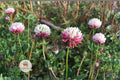 Alsike Clover Seeds 100 – Trifolium hybridum Pollinator Cover Crop Pink Flowering Perennial Plant