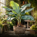 Ice Cream Banana Plant – Blue Java Musa Starter – Tropical Fruit Rooted Live Plant for Garden or Container