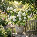 Japanese Snowball Viburnum Bare Root Plant | 12-24 Inches Tall | Viburnum plicatum Ornamental Shrub for Spring Blooms