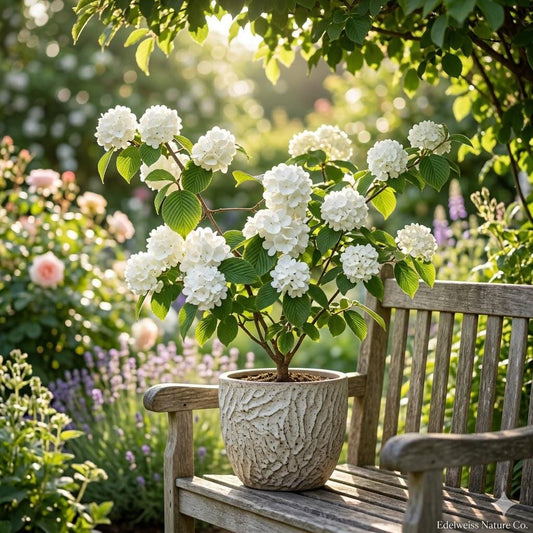Japanese Snowball Viburnum Bare Root Plant | 12-24 Inches Tall | Viburnum plicatum Ornamental Shrub for Spring Blooms