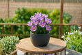 Pickwick Crocus Bulb – Crocus vernus, Striped Purple and White Spring Flowering Bulb for Garden Beds & Borders