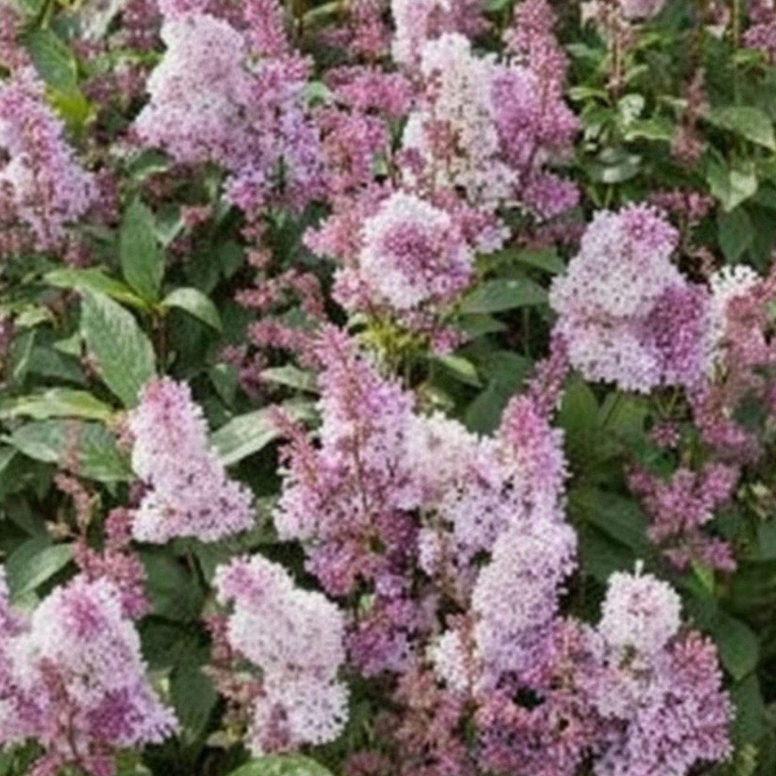 James Macfarlane Pink Lilac Plant | Fragrant Pink Blooms | Syringa josiflexa | Live Shrub for Garden, Hedges & Borders