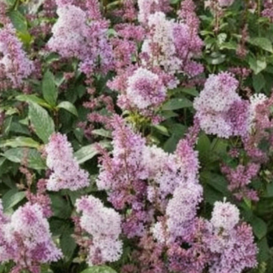 James Macfarlane Pink Lilac Plant | Fragrant Pink Blooms | Syringa josiflexa | Live Shrub for Garden, Hedges & Borders