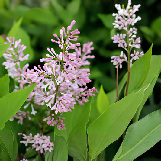 Miss Kim Korean Lilac Plant | Fragrant Lavender Blooms | Syringa pubescens subsp. patula | Live Starter Plant