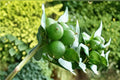 Key Lime Tree Seeds – Citrus aurantiifolia – Tropical Fruit-Bearing Citrus Seed for Indoor & Outdoor Growing