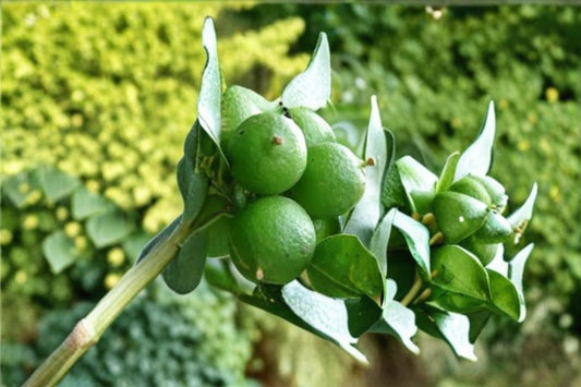 Key Lime Tree Seeds – Citrus aurantiifolia – Tropical Fruit-Bearing Citrus Seed for Indoor & Outdoor Growing