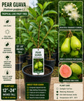 Pear Guava Live Fruit Tree 12-24 Inches Tall – Psidium guajava – Edible Tropical Fruit Tree for Garden or Patio