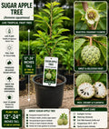 Sugar Apple Live Fruit Tree 12-24 Inches Tall – Annona squamosa – Non-GMO Tropical Fruit Tree