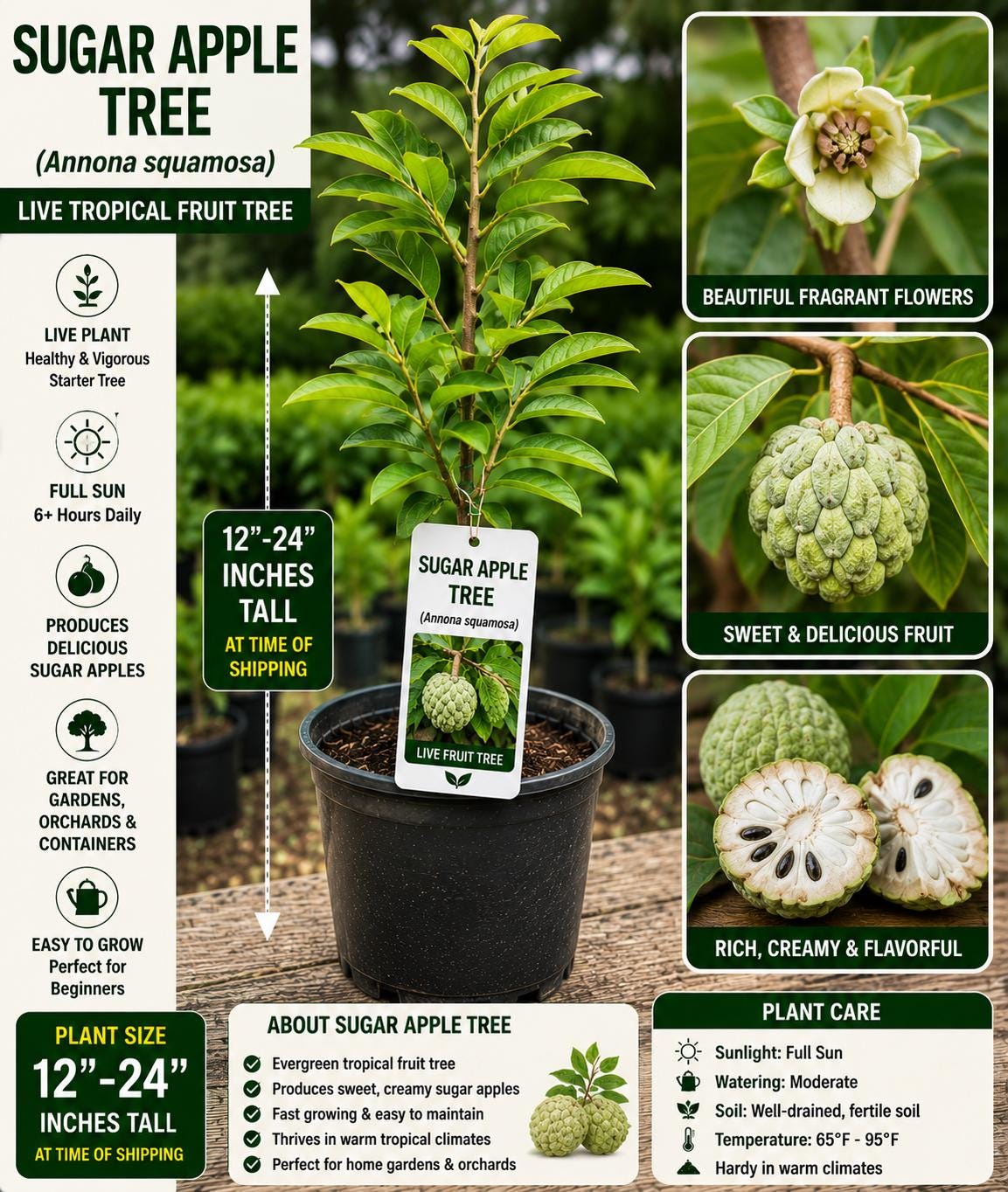 Sugar Apple Live Fruit Tree 12-24 Inches Tall – Annona squamosa – Non-GMO Tropical Fruit Tree
