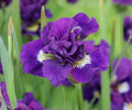 Siberian Iris Root Division – Double Purple Blue Flowers, Perennial, Iris sibirica ‘Kaboom’ for Garden, Pollinator Attractant