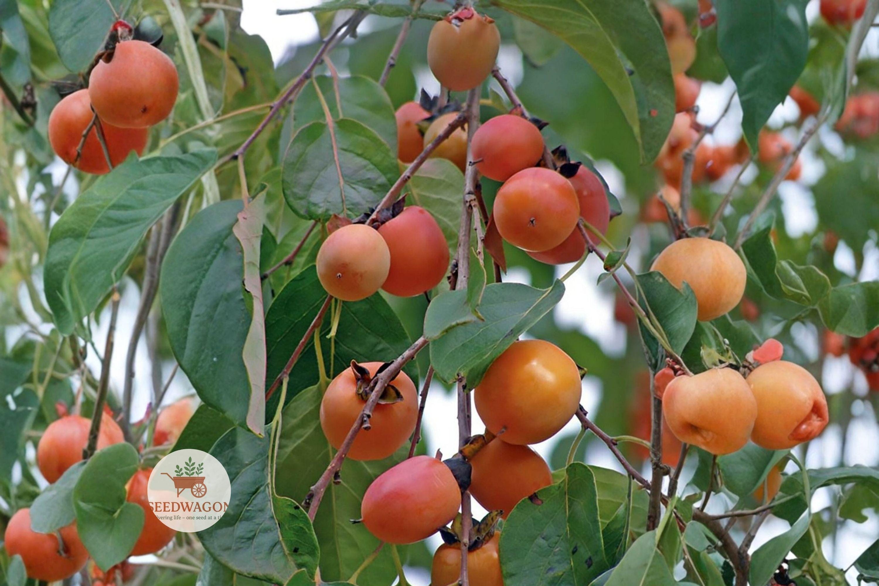 American Persimmon Seeds – Edible Fruit Tree, Diospyros virginiana, Native, Hardy, Wildlife-Friendly, Fall Foliage, Drought Tolerant