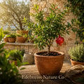 Azadi Pomegranate Live Starter Plant - Punica granatum Edible Fruit Tree for Garden, Patio & Landscape