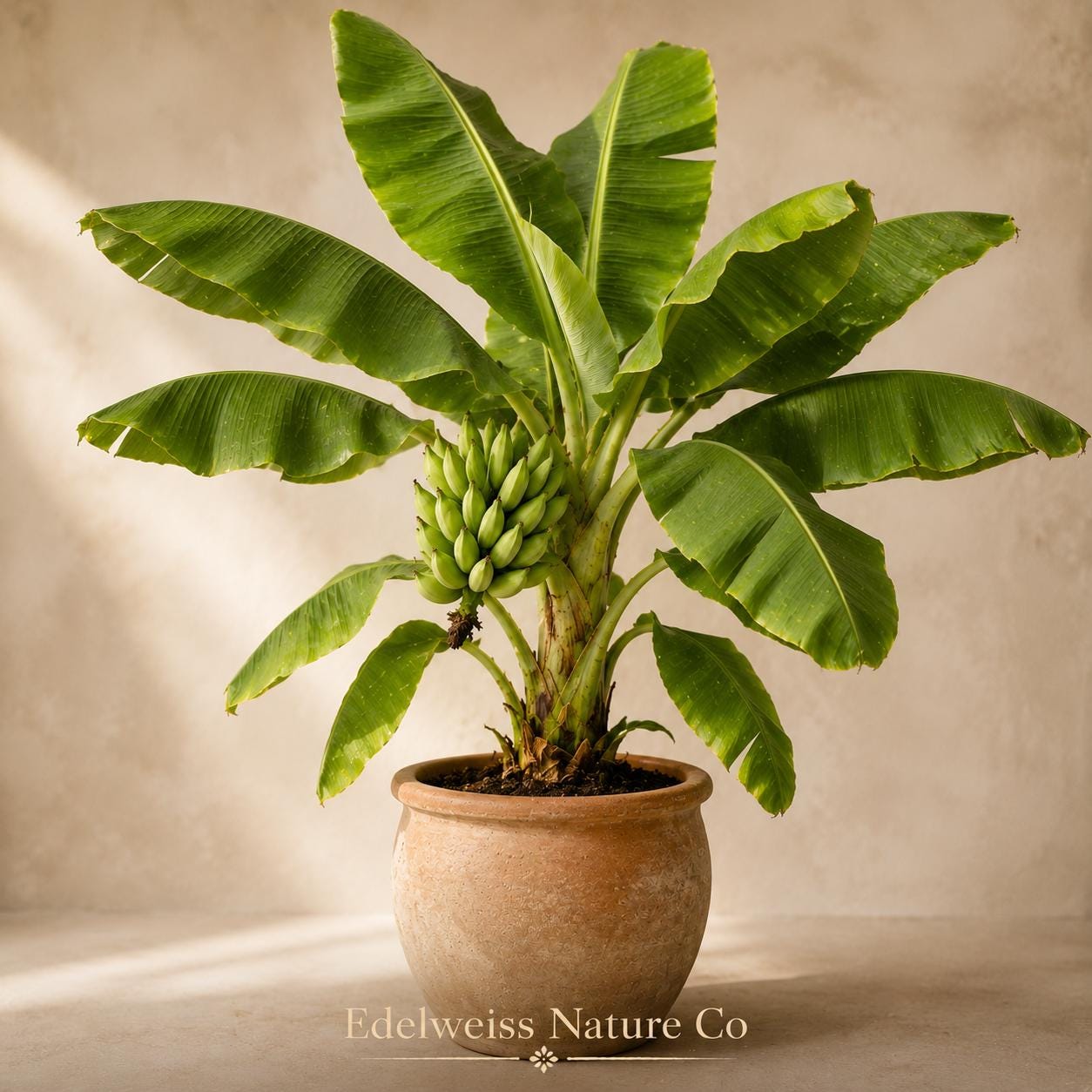 3 Gran Nain Banana Tree Starter Plants | Tropical Edible Fruit Musa acuminata | Live Greenhouse Banana Plants for Garden & Container